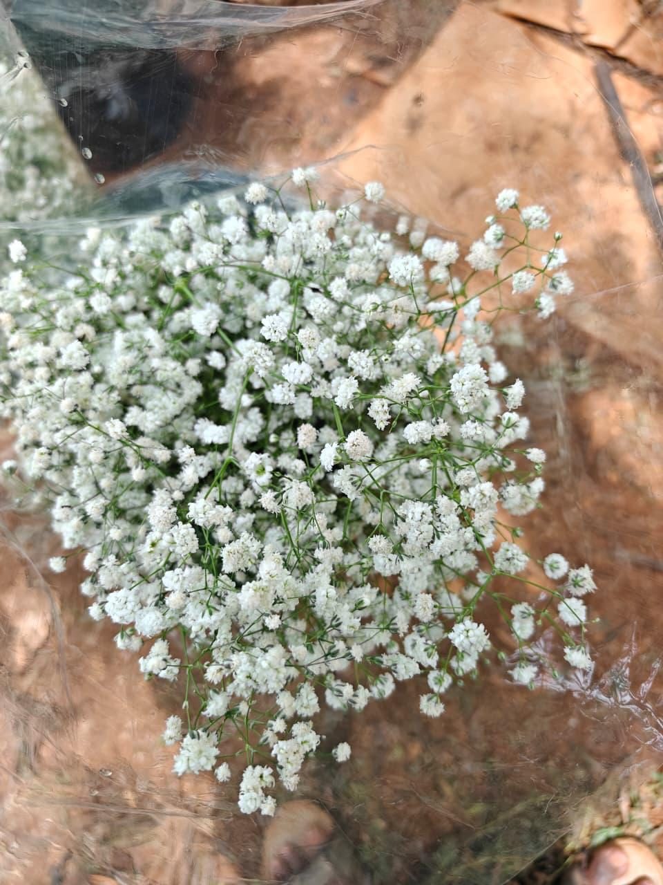 Fresh gypsophila