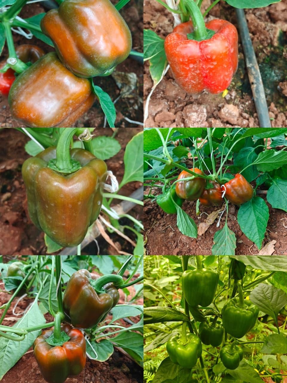 Capsicum in red, orange and green on the plant