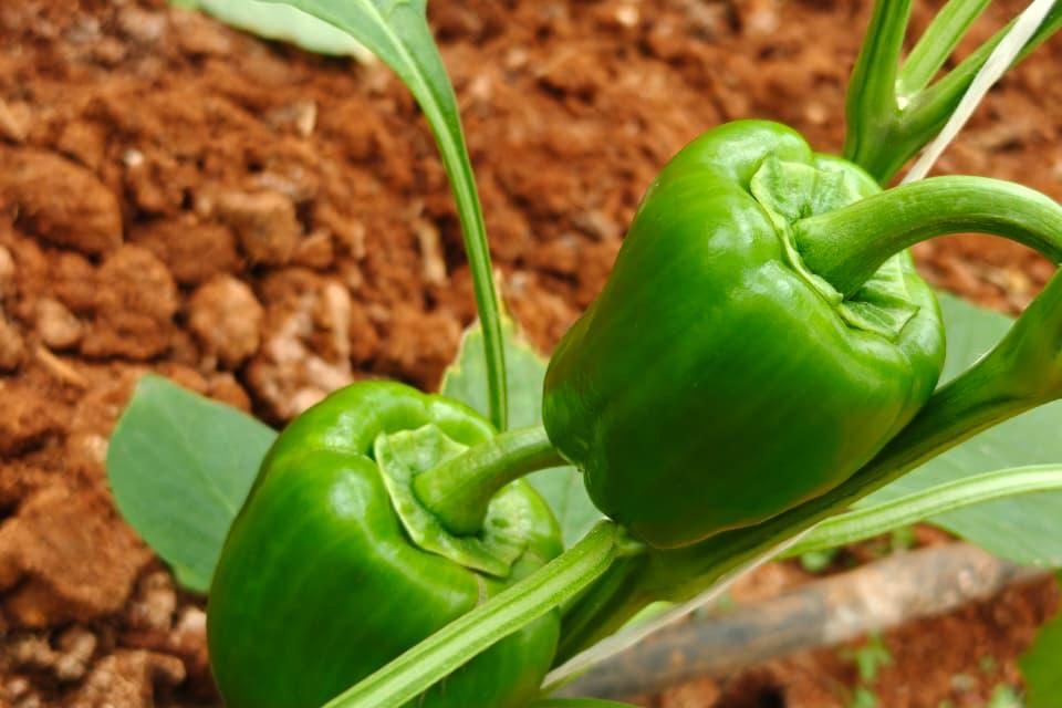 Green capsicum close up