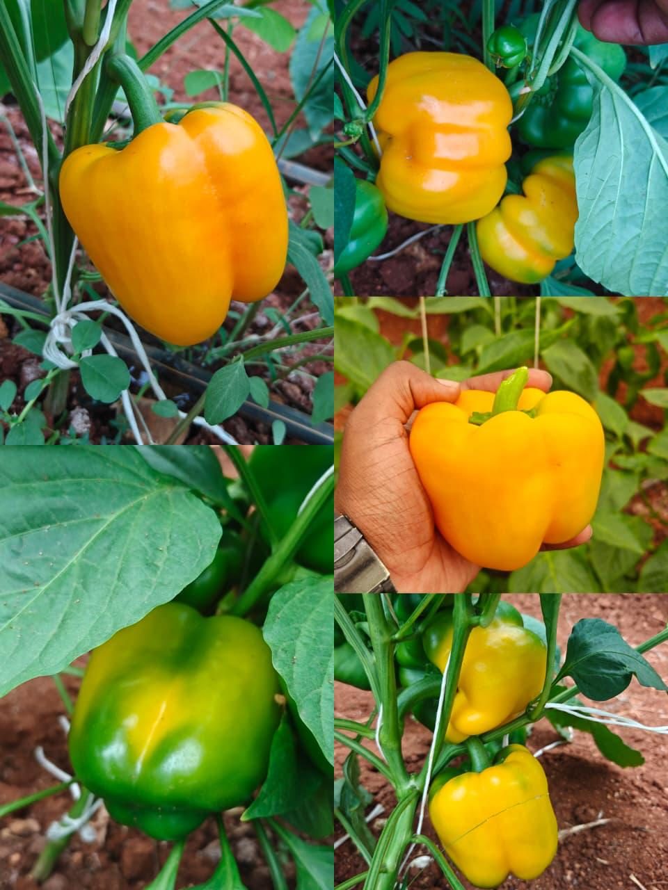 Yellow capsicum growing on the plant