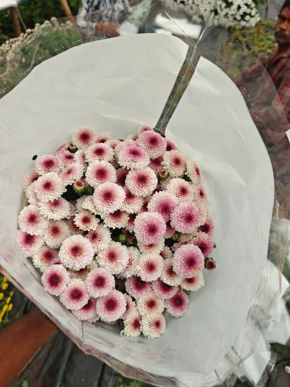 Wrapped bunch of pink and white chrysanthemum