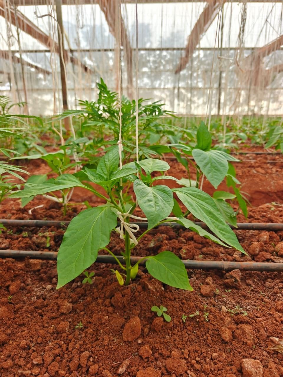 Capsicum plant on drip irrigation inside a Viyaat polyhouse, with chrysanthemum seedlings behind