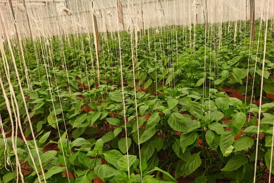 Rows of capsicum trained on strings inside a Viyaat polyhouse