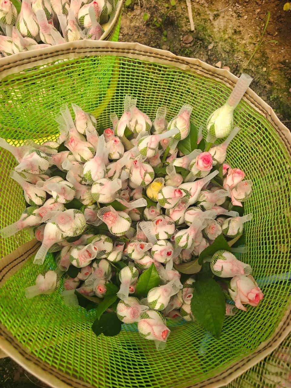Rose buds in protective sleeves in a green harvest basket