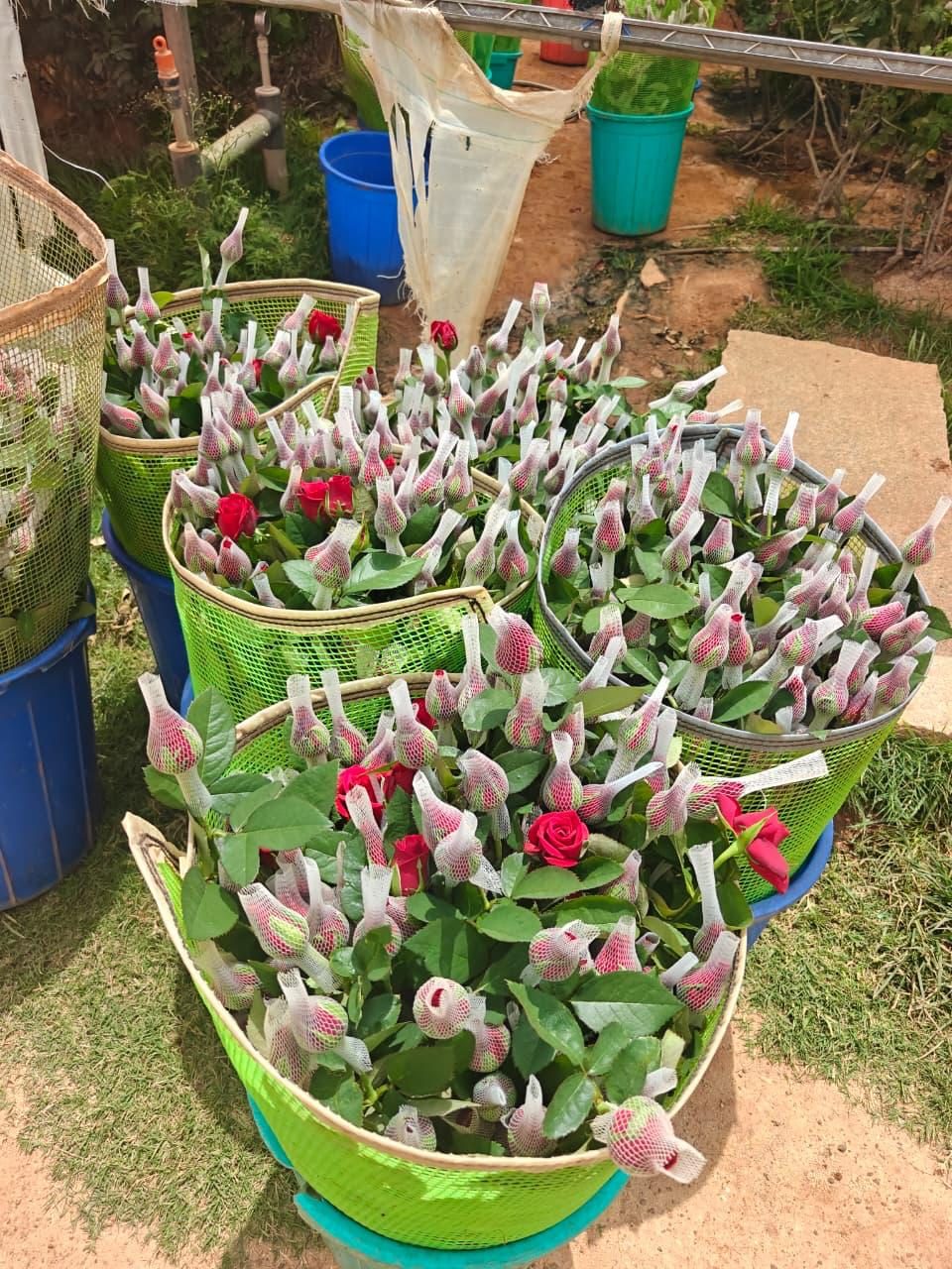 Freshly harvested rose buds in protective sleeves, collected in baskets on a Viyaat farm