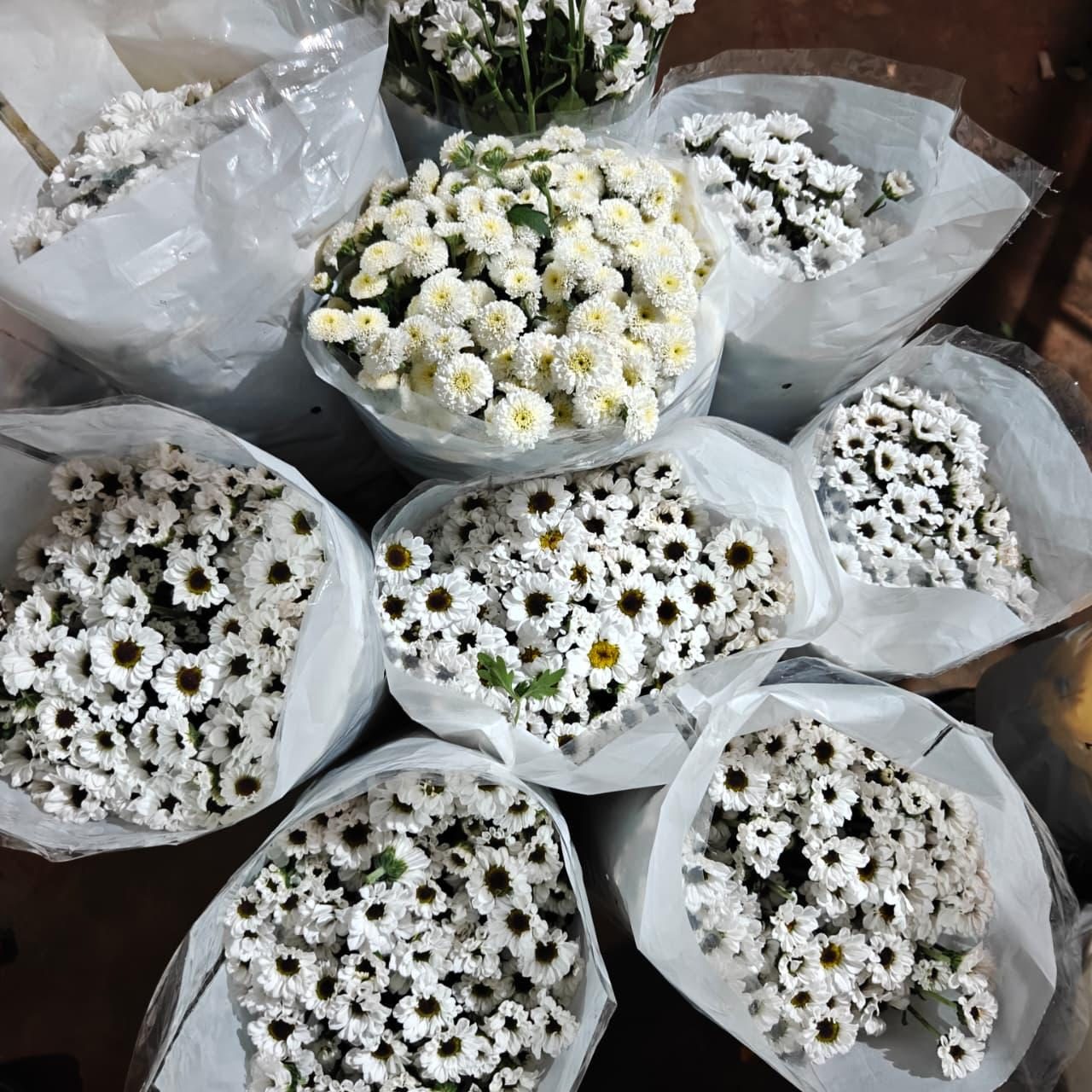 Bunches of white chrysanthemum wrapped for dispatch