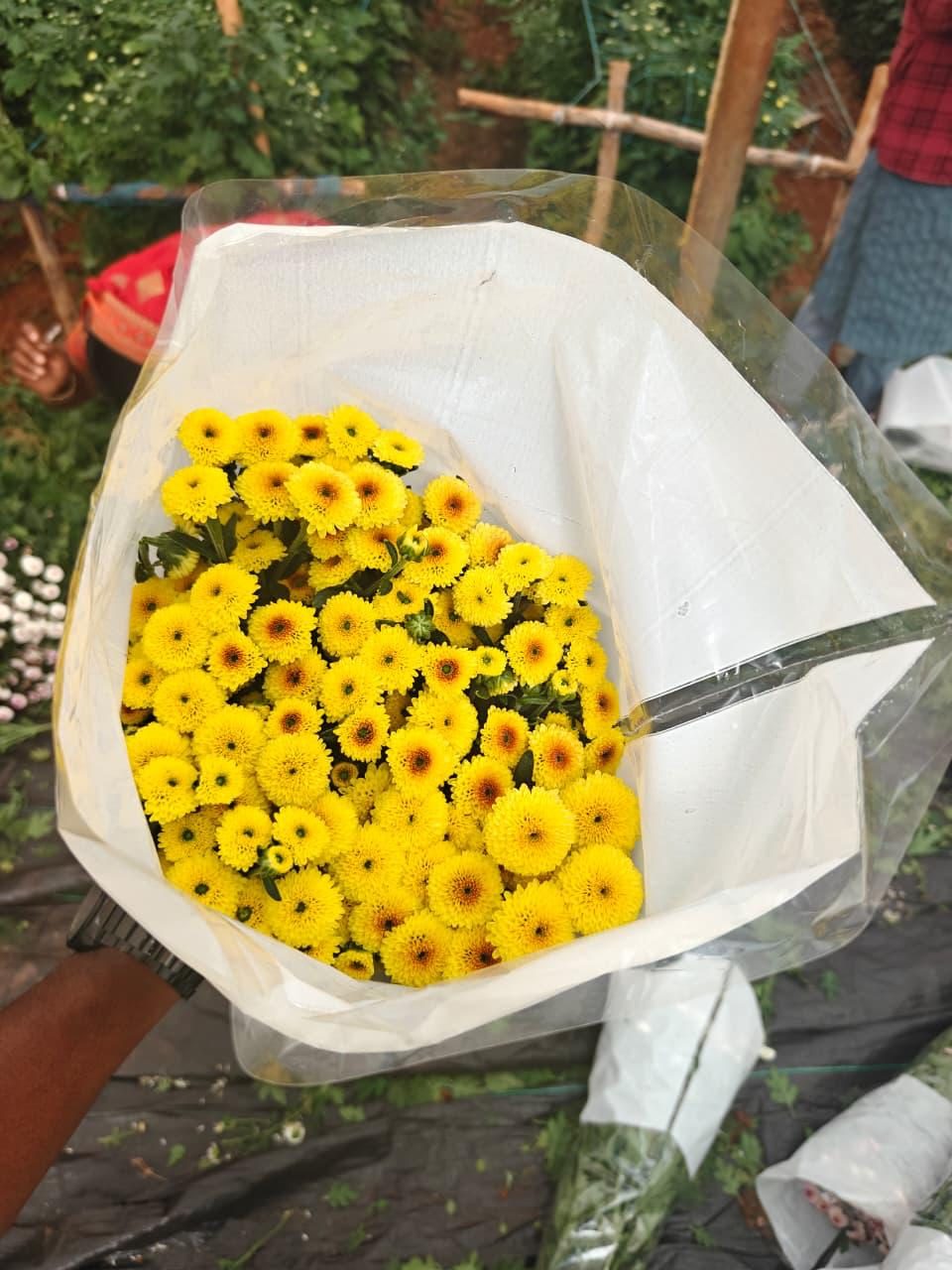 Freshly cut yellow chrysanthemum bouquet from a Viyaat farm